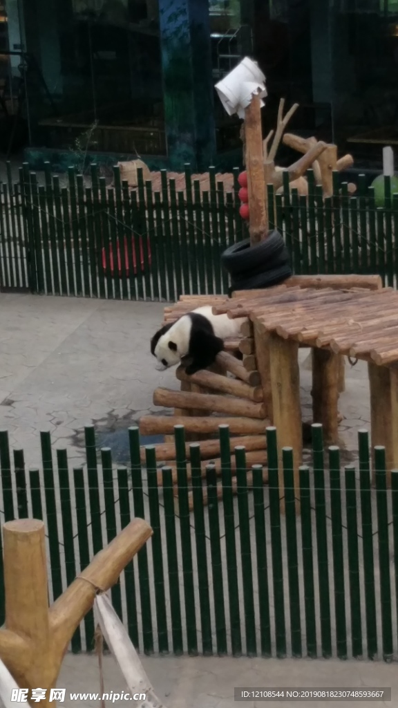 熊猫