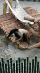 熊猫