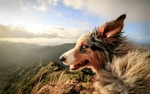 棕色小狗名犬宠物背景