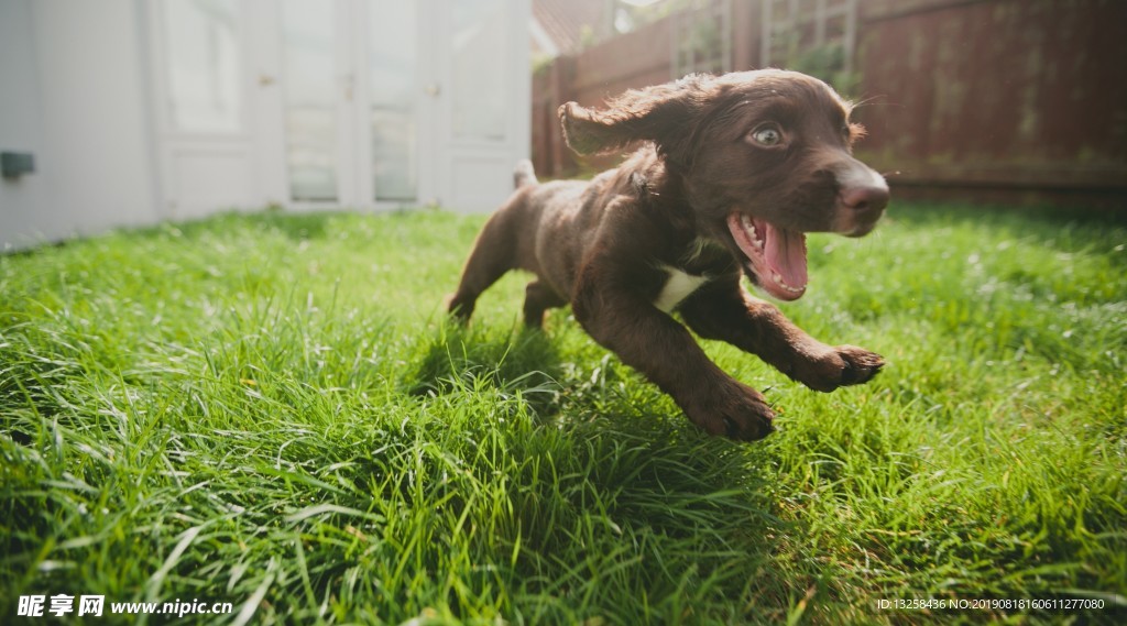 黑色小狗名犬宠物背景