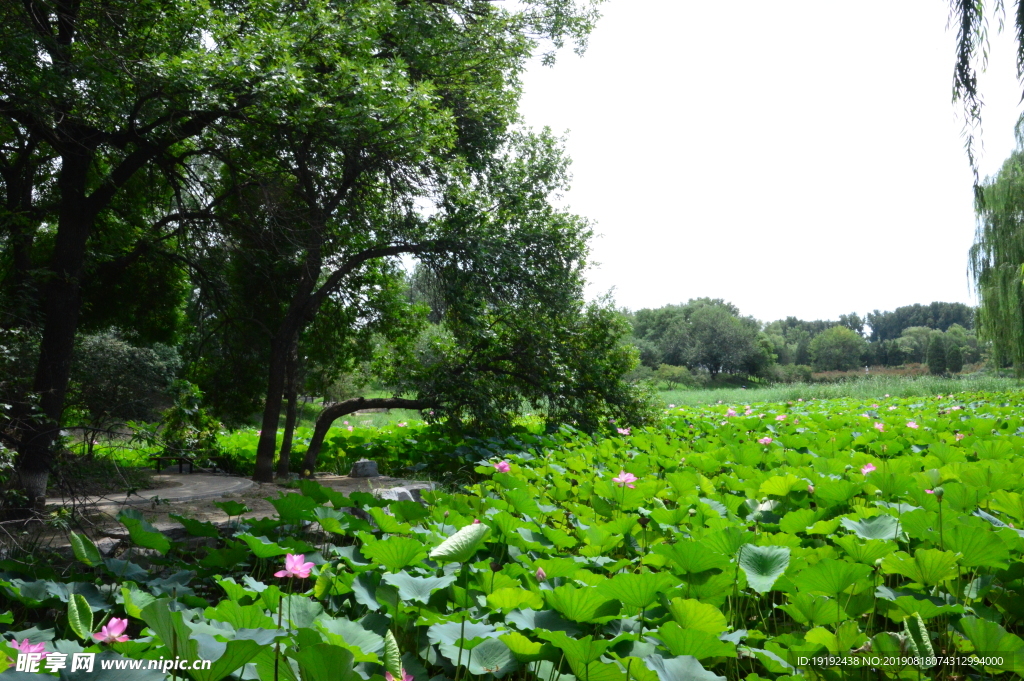 圆明园风景