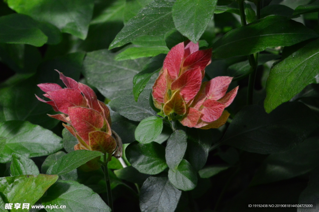 虾衣花