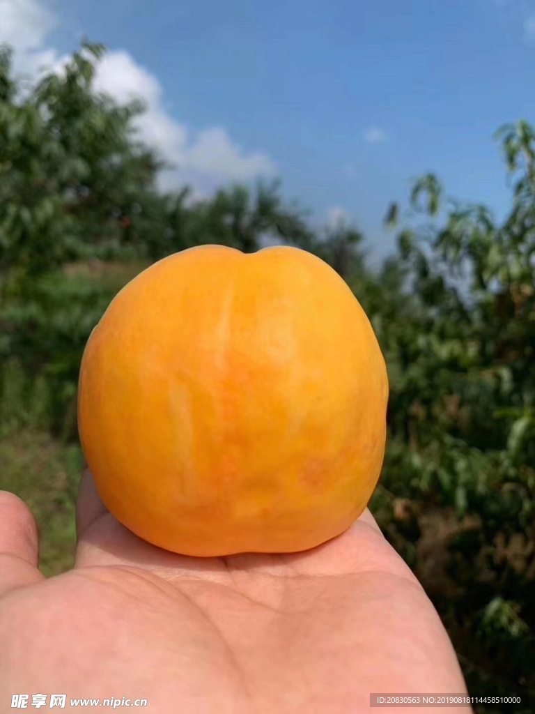 黄油桃