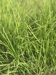 草摄影