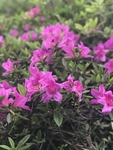 红花