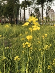 油菜花