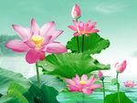 荷花