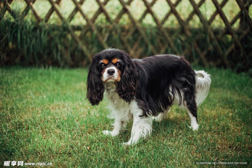 查理士王小猎犬