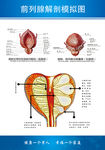 前列腺解剖图