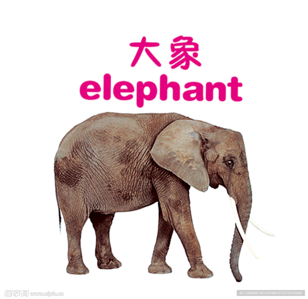 大象