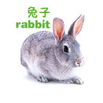 兔子