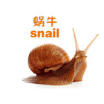 蜗牛