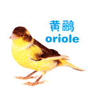 黄鹂