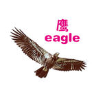 鹰
