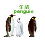 企鹅