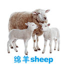 绵羊