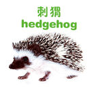 刺猬