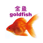 金鱼