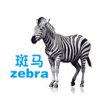 斑马