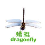 蜻蜓