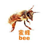 蜜蜂