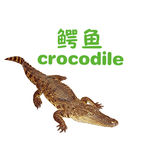 鳄鱼