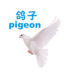 鸽子