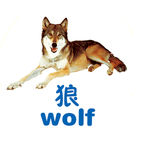 狼