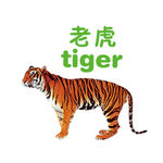 老虎