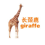 长颈鹿