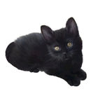 黑猫
