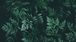 绿色树叶植物背景