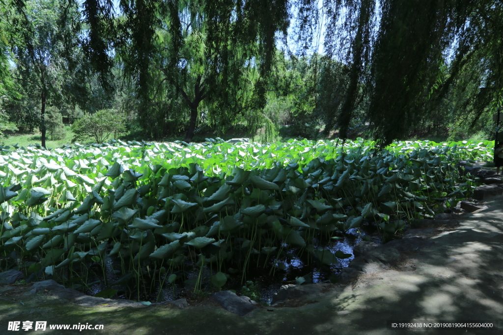 圆明园风景