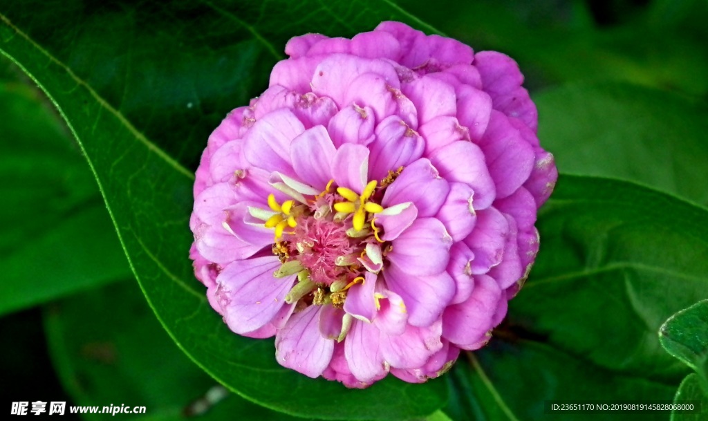 漂亮百日草花朵