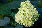 淡黄色绣球花