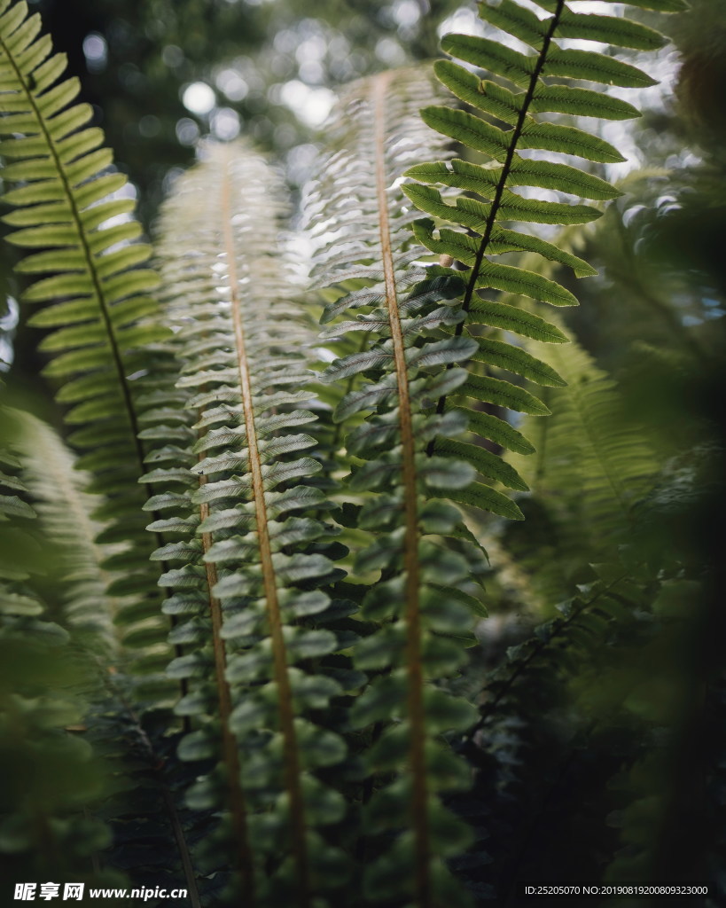 绿色叶子蕨类植物