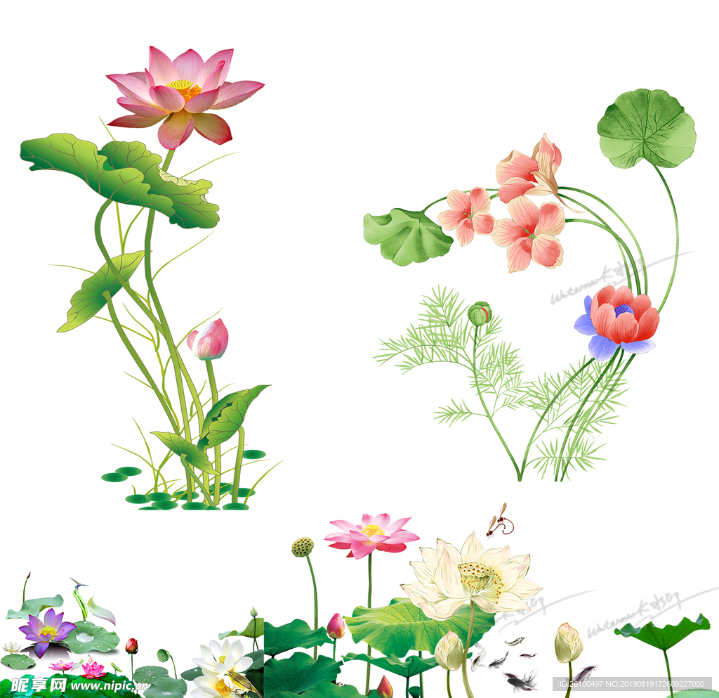 荷花