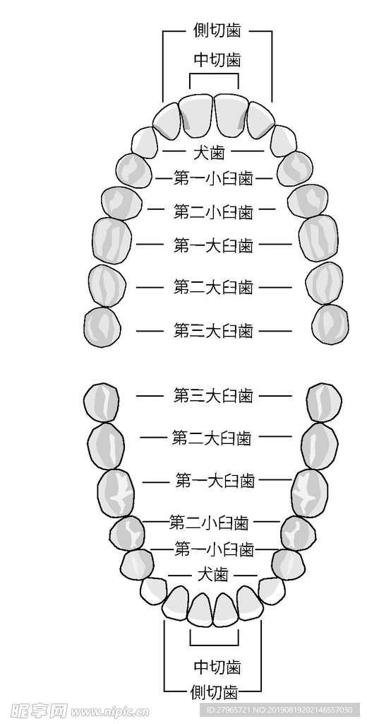 爱护牙齿