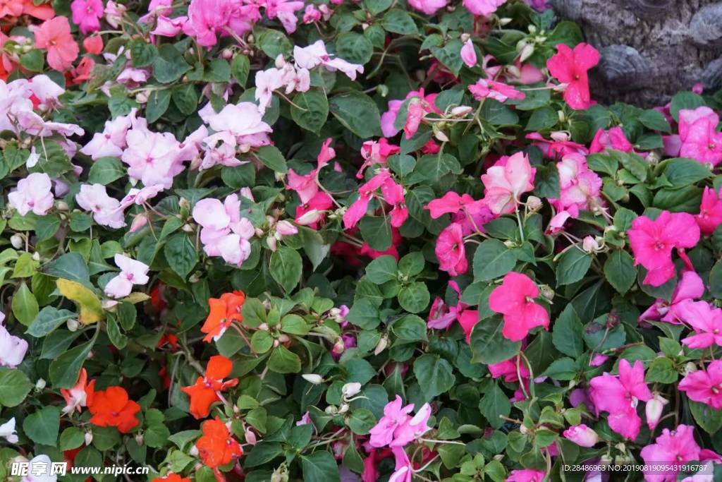 鲜花
