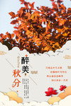 秋分 海报 二十四节气 psd