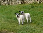 双胞胎羊羔