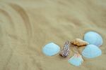 沙滩白贝壳