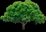 树 tree PNG素材 大树