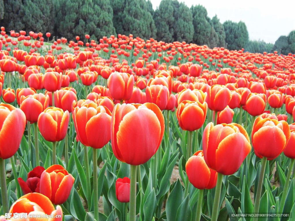 橙色郁金香花海