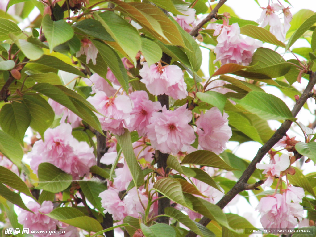 樱花树
