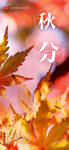 秋分海报 秋分素材 秋分节气