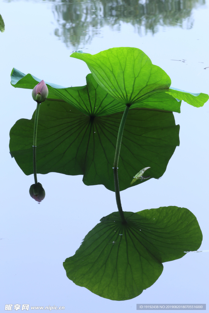 荷叶荷花