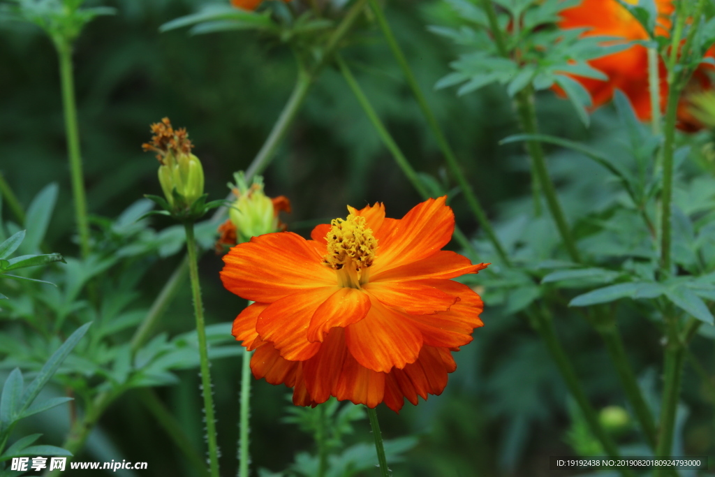 硫华菊