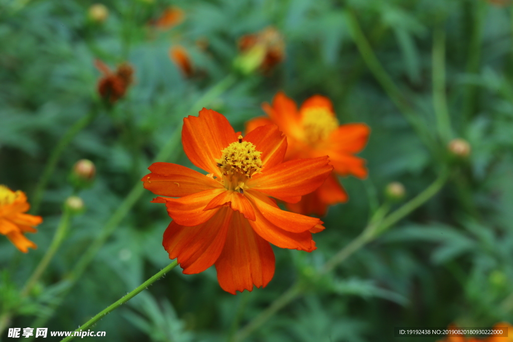 硫华菊