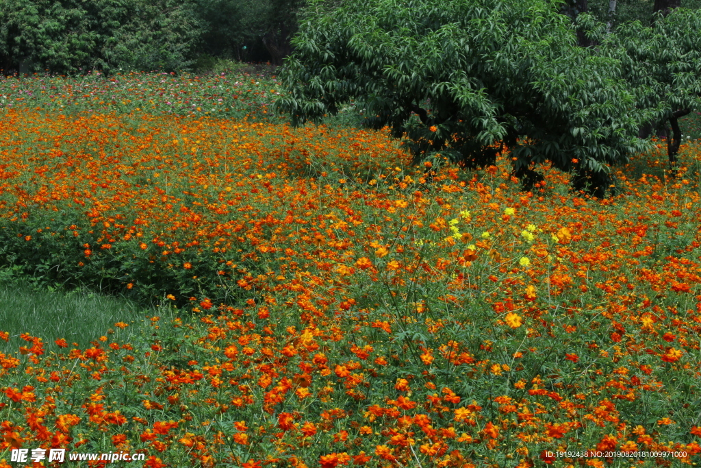 硫华菊